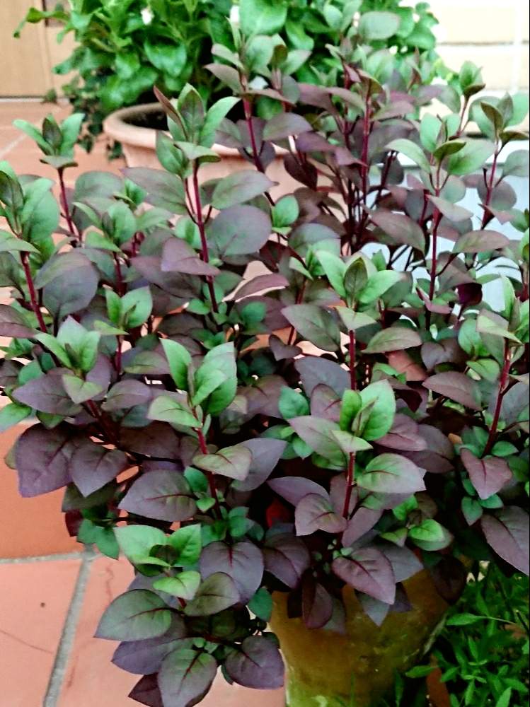 アルテルナンテラ リトルロマンスの投稿画像 By あおねぎさん みどりのある暮らしとグリーン グリーン グリーン と綺麗なミドリとカワイイ葉っぱと花のある暮らし 19月8月13日 Greensnap グリーンスナップ