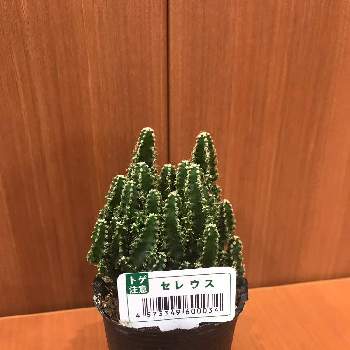 セレウスサボテンの投稿画像一覧 Greensnap グリーンスナップ