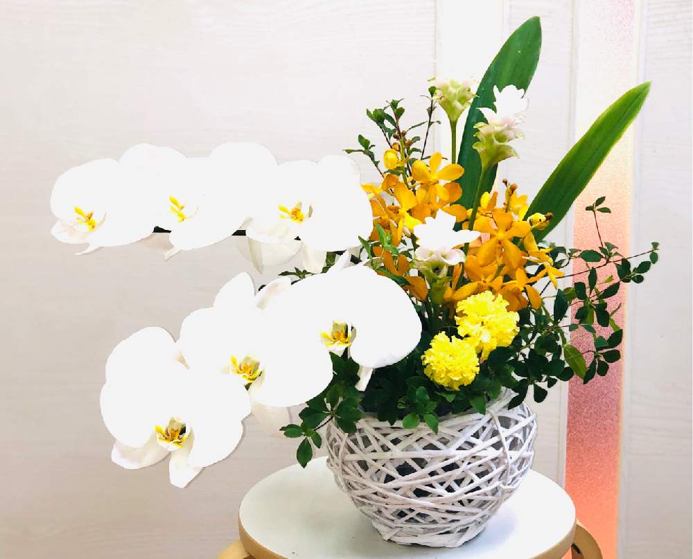 フラワーショップの投稿画像 By Sobana さん ファレノプシス属とモカラ とお供えとマリーゴールド 黄色 オレンジと今日の花と花屋 とクルクマ属と花のある暮らしとお盆と花は癒やし とお花屋さん 19月8月13日 Greensnap グリーンスナップ