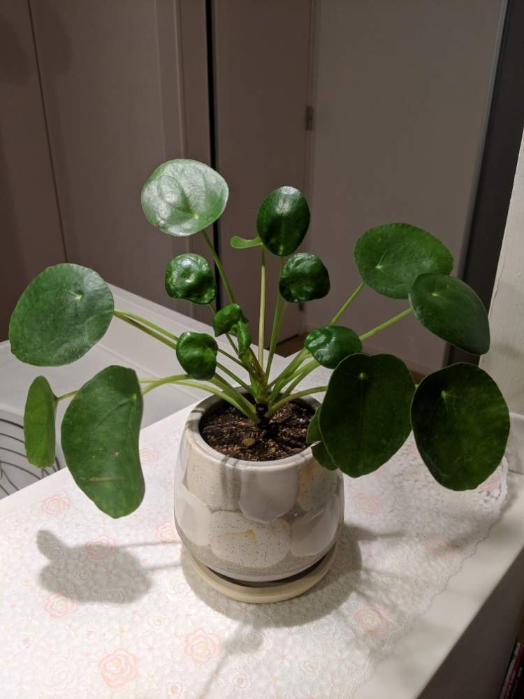 414円 79 Off 観葉植物 ピレア ペペロミオイデス 3 5号鉢 受け皿付き 育て方説明書付き Pilea Peperomioides パンケーキプランツ