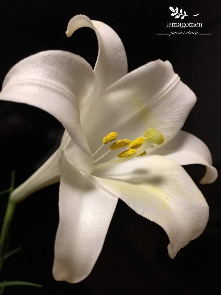 いやしの投稿画像 By Tamagomen Nara 1964さん 百合の花と自然美と今日も猛暑日とiphone 6s Plusと花のある暮らしと自然観察と植物観察日記と癒され風景 19月8月14日 Greensnap グリーンスナップ