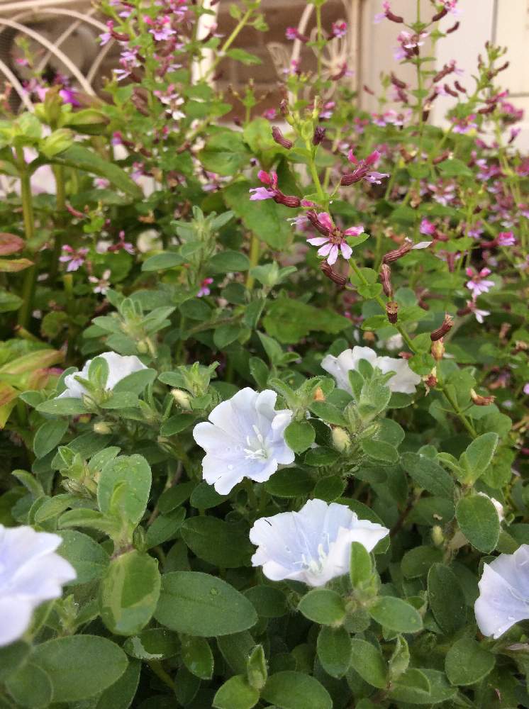 クフェア キューフォリックの投稿画像 By ぽぽさん クフェア キューフォリックと猛暑に負けないと夏の花とクフェア と元気な花 とおきにいりと癒されると鉢植えとガーデニングと花のある暮らしとかわいいな と小花好きと寄せ植えとアメリカンホワイトと小さな庭と