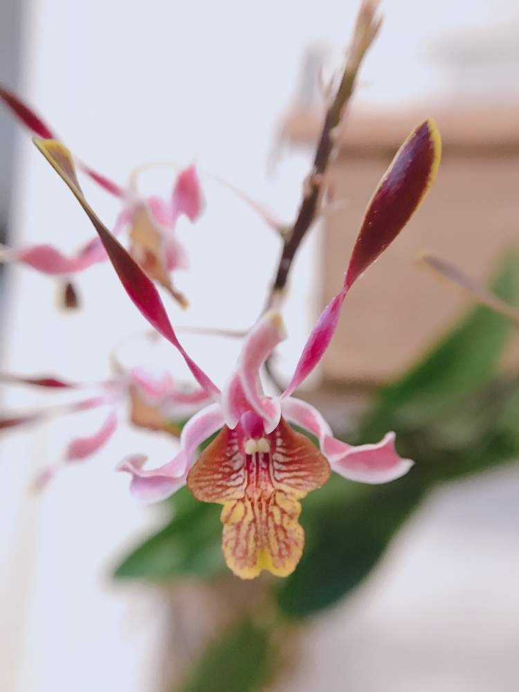 ミニデンファレ リトルマジックの投稿画像 By ミニマさん 花のある暮らしと植物のある暮らしと開花中と洋ランと森水木の蘭屋さんと蘭を楽しむフォトコン 19月8月14日 Greensnap グリーンスナップ