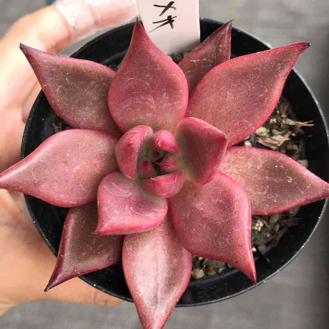 ロメオ（韓国苗）成長記録｜🍀GreenSnap（グリーンスナップ）