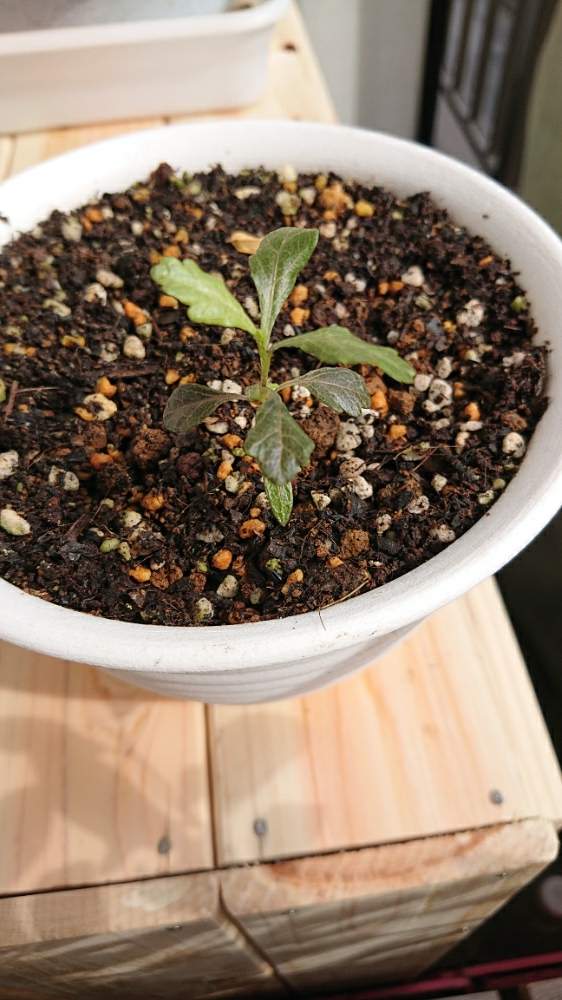 ドドナエア Greensnap グリーンスナップ