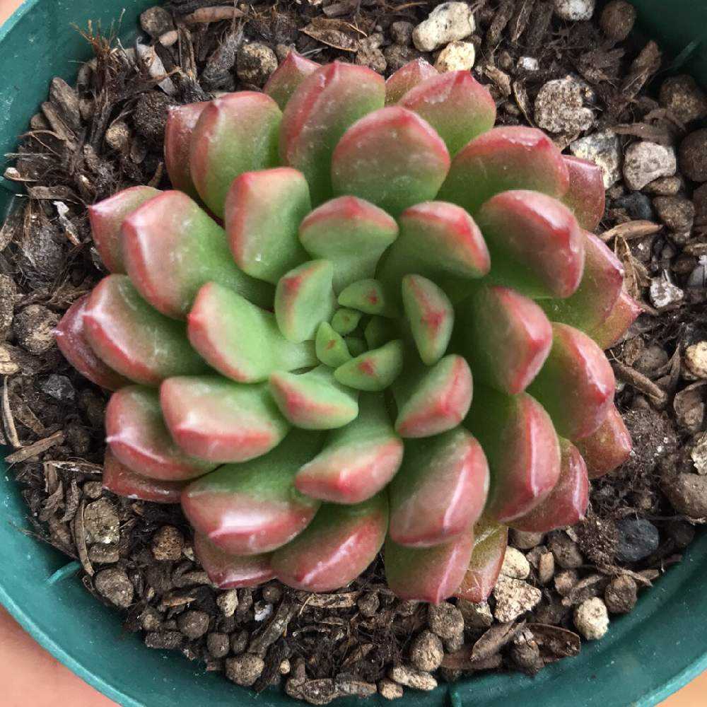 ピンクルルビー 成長記録 Greensnap グリーンスナップ