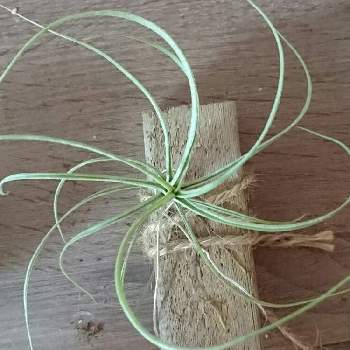 チランジアムーンライトの投稿画像一覧 Greensnap グリーンスナップ