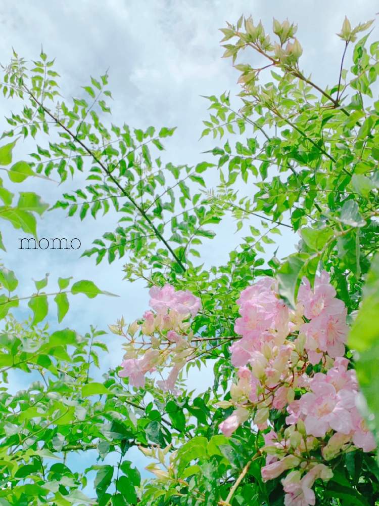 ピンクノウゼンカズラの投稿画像 By Momoさん ノウゼンカズラと涼しげとピンク ピンクと美人さん とピンクのノウゼンカズラと綺麗と今日の花と台風の前に 19月8月14日 Greensnap グリーンスナップ