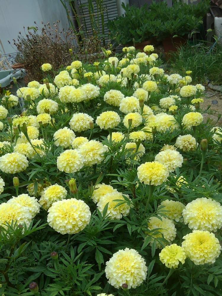 マリーゴールドの投稿画像 By Nokonokoさん 小さな庭とキュンキュン乙女倶楽部と種からとgs日和と我が家の花壇とバラと夢clubと ハイポネックス園芸部とガーデニングと花のある暮らしと種まきクラブとキュンキュン乙女倶楽部と種からとgs日和と我が家の花壇とバラと夢