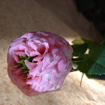 薔薇さん♪の画像 by うさぎさん | インテリアとお花屋さん♪と薔薇さん♪と癒し系とピンク色♪と花のある暮らし