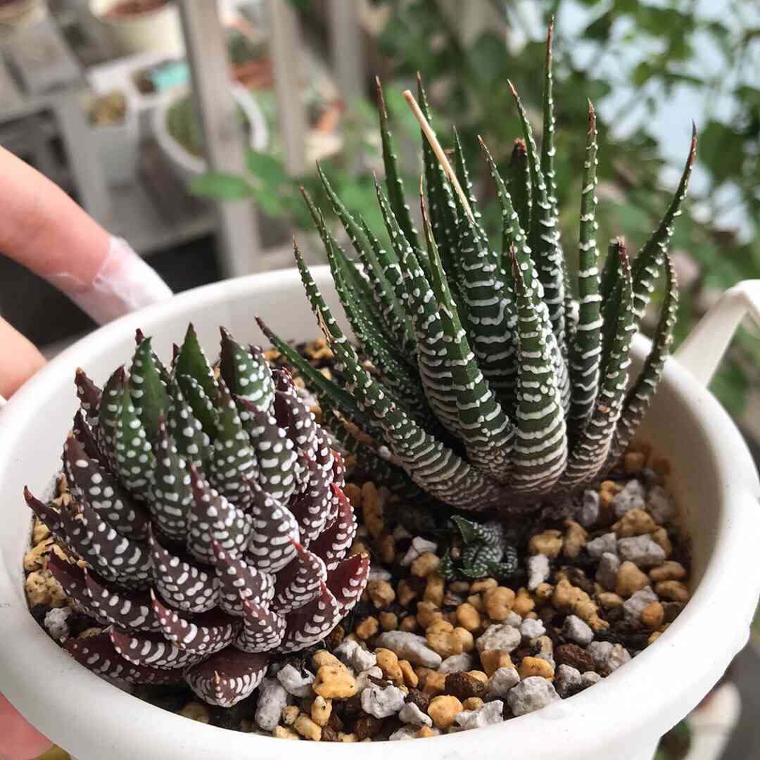 十二の巻＆鷹の爪｜🍀GreenSnap（グリーンスナップ）