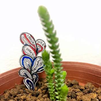 プラ板の投稿画像一覧 Greensnap グリーンスナップ