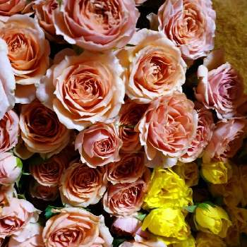 薔薇さん♪の画像 by うさぎさん | 部屋と花のある暮らしと癒し系とスプレーバラ♪と薔薇さん♪