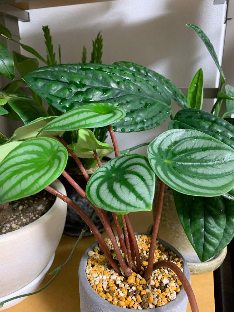 観葉植物の投稿画像 By ひまわりさん 千葉県とわが家の観葉植物 とペペロミアアルギレイアと癒しとスイカペペと観葉植物 初心者とペペロミア属とペペロミア と観葉植物がスキとマンション 19月8月14日 Greensnap グリーンスナップ