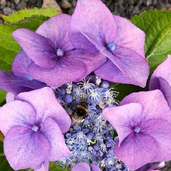 一生懸命の画像 by のーこんさん | 玄関と紫陽花 アジサイ あじさいと花のある暮らしと一生懸命とハチさん