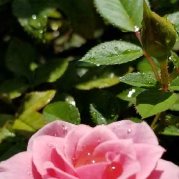 薔薇の初心者の画像 by takiさん | 小さな庭と薔薇好きと可愛いお花とミニバラ寄せ植えと薔薇の初心者と花のある暮らしと花が好きとミニ薔薇