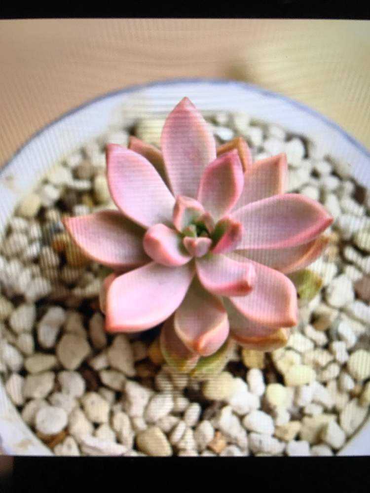 ピーチ姫 成長記録｜🍀GreenSnap（グリーンスナップ）