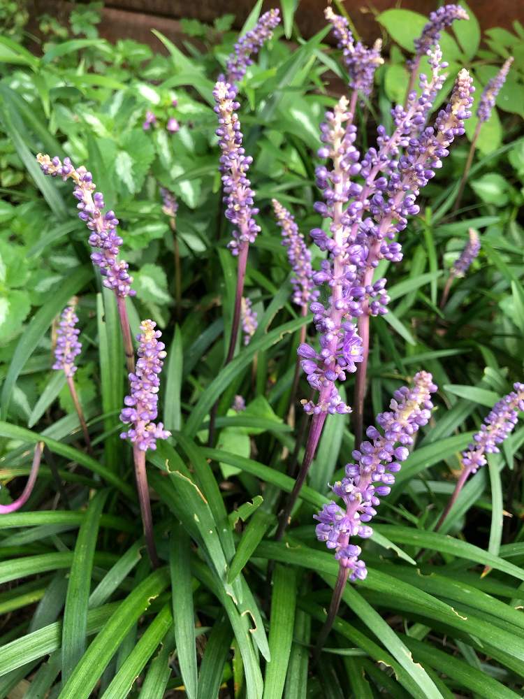 ヤブランの投稿画像 By Rosa Sさん 耐寒性宿根草とムラサキの花と北海道でも越冬しますと花のある暮らしと北海道と実家の花とボタニカルスポット19夏 19月8月14日 Greensnap グリーンスナップ
