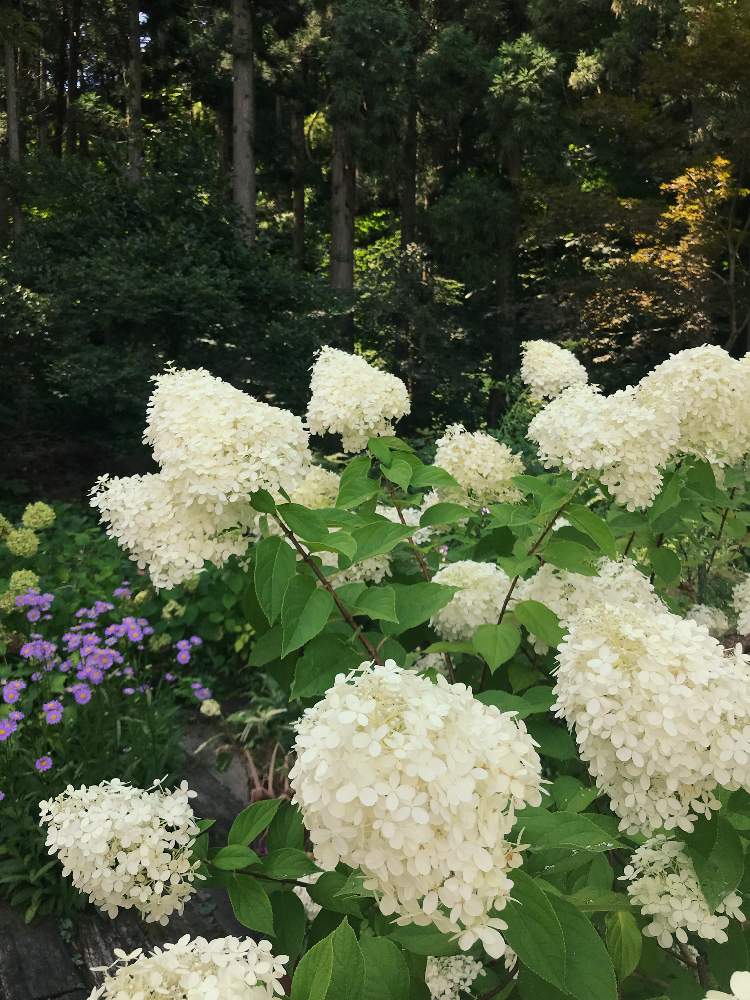 ピラミッドあじさい の投稿画像 By たまさん 癒しと綺麗と花を愛でると白の花と花が綺麗とガーデニングとピラミッドアジサイ 19月8月14日 Greensnap グリーンスナップ