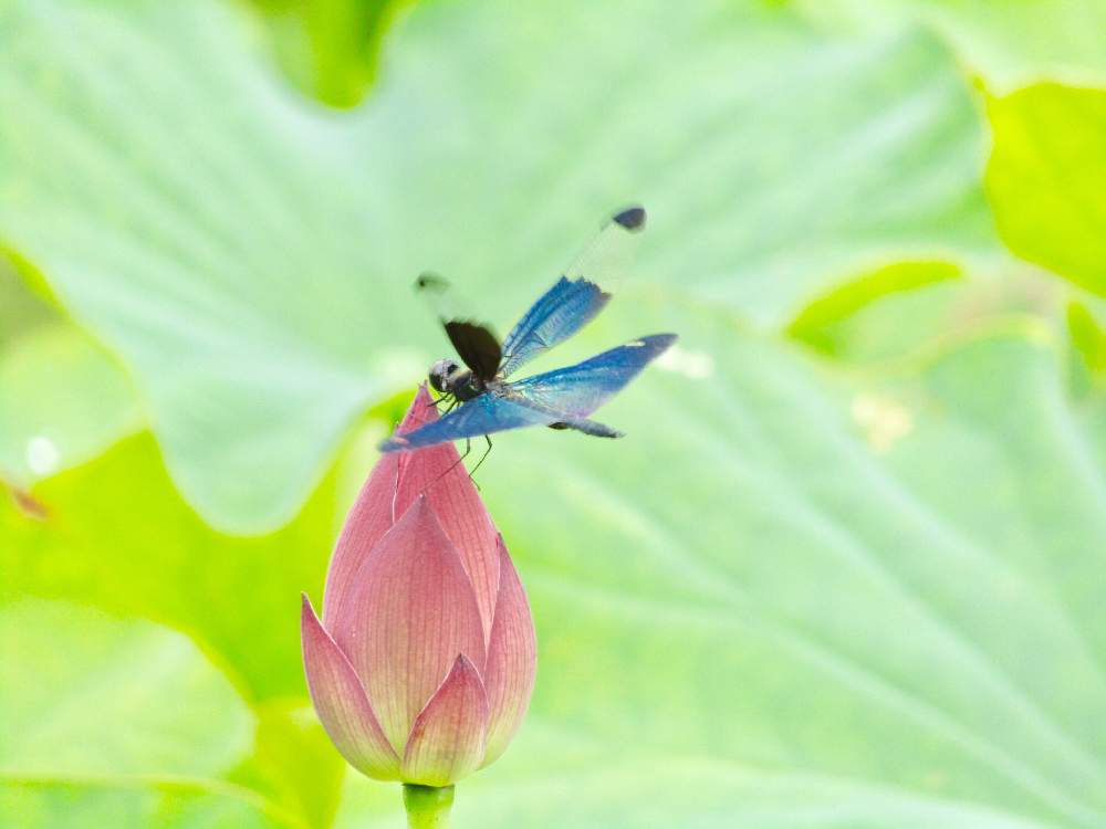 チョウトンボの投稿画像 By 花と虫と風と空とさん チャワンバス 19月8月15日 Greensnap グリーンスナップ Greensnap グリーンスナップ チョウトンボの投稿画像 By 花と虫と風と空とさん チャワンバス 19月8月15日 Greensnap グリーンスナップ Greensnap グリーンスナップ
