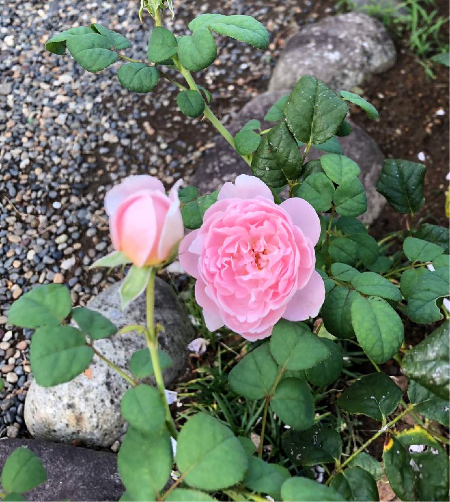 グリーンのある暮らしの投稿画像 By ご機嫌ママさん クィーンオブスェーデンと季節のお花とガーデニングと花のある暮らしとバラの地植えと薔薇の花 19月8月15日 Greensnap グリーンスナップ
