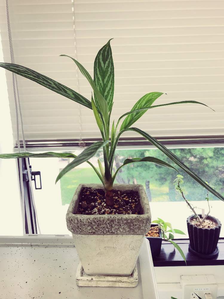 アグラオネマの投稿画像 By Ok農場さん センナメリディオナリスとホヤ ロイヤルハワイアンパープルとアグラオネマリリアンとお出かけ先と花芽と新芽と アグラオネマ属と花芽と新芽とアグラオネマ属 19月8月15日 Greensnap グリーンスナップ Greensnap