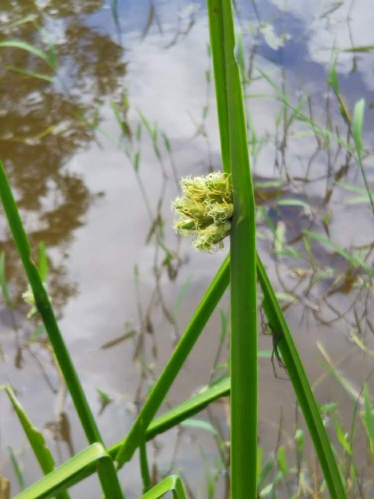 カンガレイの投稿画像 By T Buchiさん 雑草図鑑と湿生植物と湿地と雑草と水辺の植物 19月8月15日 Greensnap グリーンスナップ