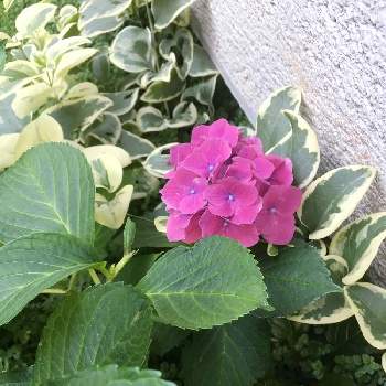 台風の影響の画像 by キントキさん | 小さな庭とアジュガと紫陽花♪とツルキキョウと❤️いいねありがとう♪といいね&フォローありがとうございます:)と北のお庭と台風の影響とコメント大歓迎♪と花のある暮らしと涼しげな葉