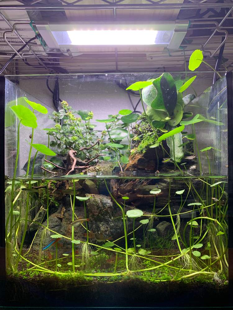 コウモリランの投稿画像 By Okabaさん ピグミーマッシュルームと水辺の風景と植物のある暮らしとテラリウムとシダ植物と水草 19月8月15日 Greensnap グリーンスナップ