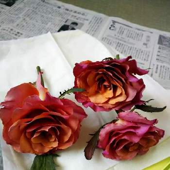 薔薇さん♪の画像 by うさぎさん | インテリアとシリカゲルドライ♪と薔薇さん♪と癒し系とバラ♪と花のある暮らし