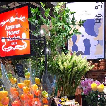 花屋の店先の投稿画像一覧 Greensnap グリーンスナップ