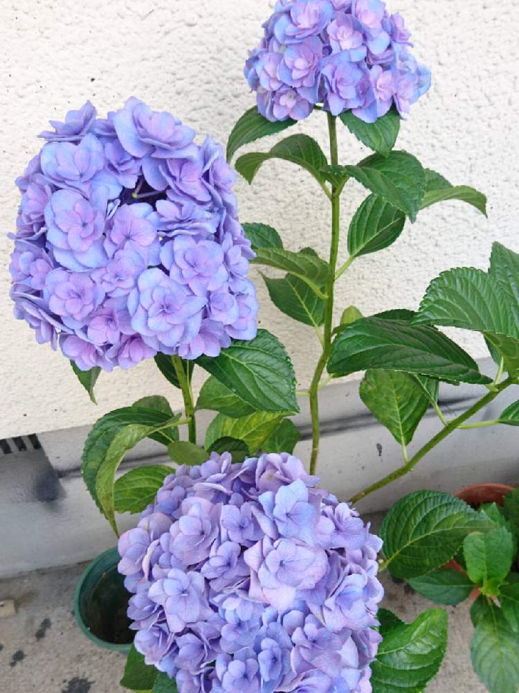 手毬タイプの紫陽花の投稿画像 By さいたまさん 花のある暮らしと紫陽花好きと一輪の魅力と紫色の花に弱い 19月8月15日 Greensnap グリーンスナップ