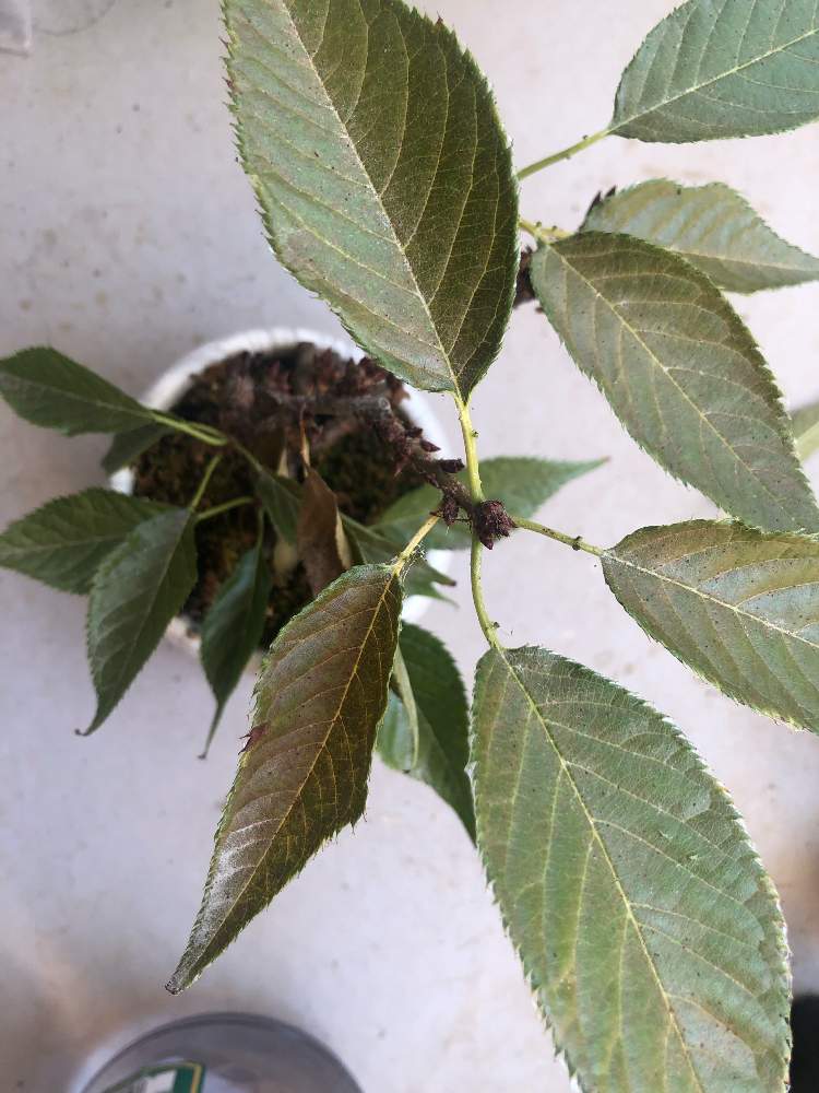 旭山桜の投稿画像 By 喫茶黒うさぎさん 一才桜とハダニ被害とバラ科とスモモ属 19月8月15日 Greensnap グリーンスナップ