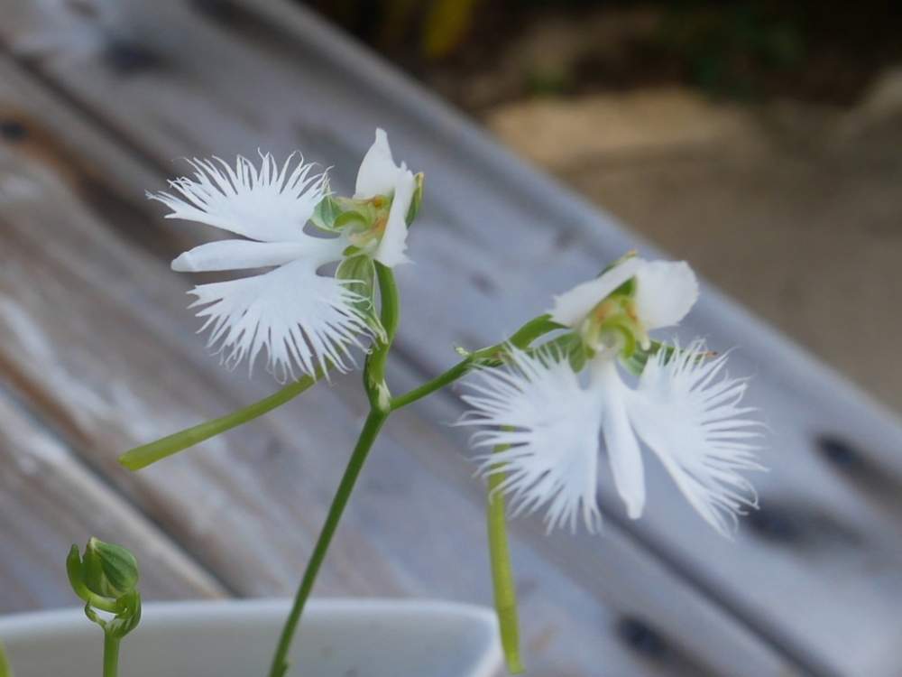 サギソウ 銀河 Greensnap グリーンスナップ