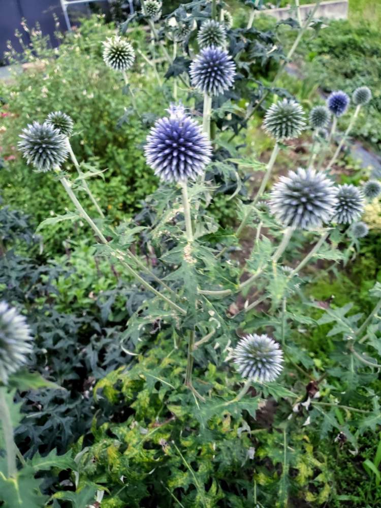 ルリタマアザミの投稿画像 By ゆずさん ガーデニングと植えっぱなしと花のある暮らしと癒しのひと時 19月8月15日 Greensnap グリーンスナップ