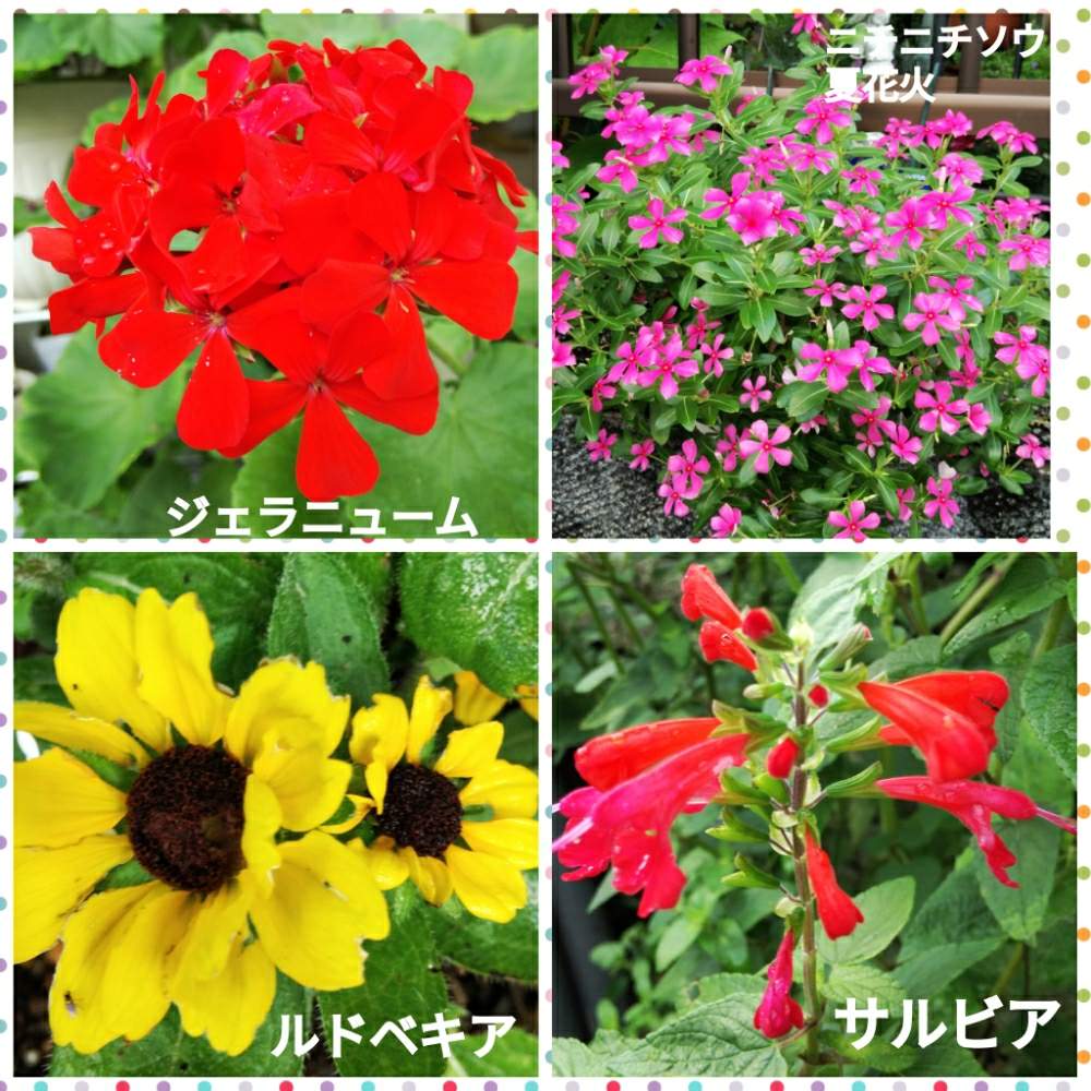 表の花壇の投稿画像 By メリーさん 鉢植えと小さい花壇と花のある暮らしと猫の額の花壇と狭い花壇と玄関先と地植え 19月8月16日 Greensnap グリーンスナップ