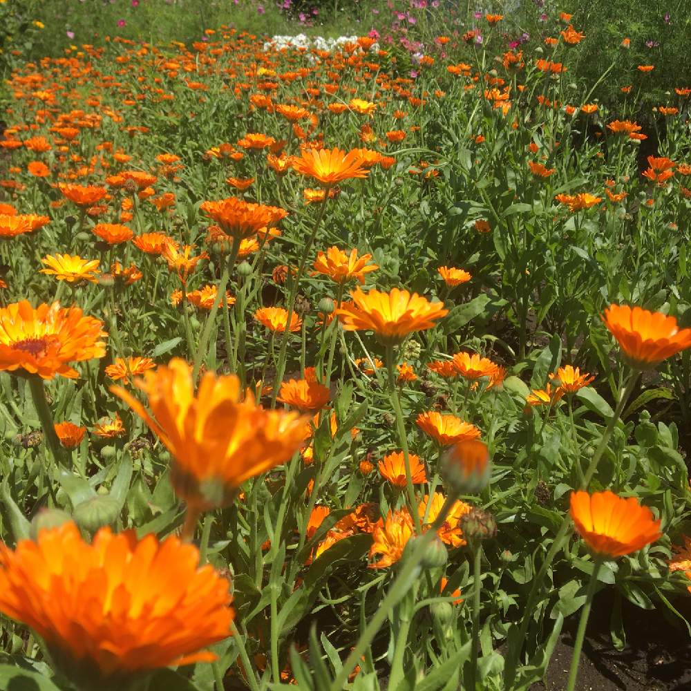 名前は分からないの投稿画像 By ゆみえさん ひまわり畑のお花畑と色鮮やかにと夏の花とオレンジの花と花のある暮らしと北海道と夏の風物詩 19月8月16日 Greensnap グリーンスナップ