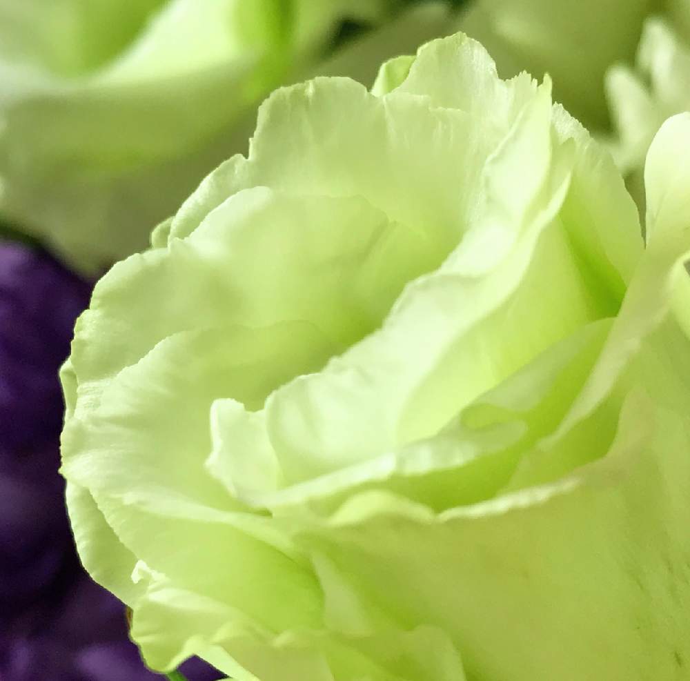 夏の花の投稿画像 By ふゆざくらさん きれいと淡い色合いと花のある暮らしと優しい色と切り花 19月8月16日 Greensnap グリーンスナップ