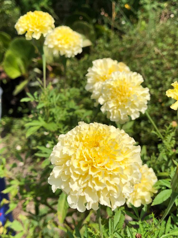 マリーゴールド 聖母マリアの黄金の花 の投稿画像 By うぼさんさん キレイ ときれいと黄色い花とビタミンカラーと黄色の花と花 のある暮らしとかわいいとかわいいな と色合いがキレイとかわいい花とかわいい 19月8月16日 Greensnap グリーンスナップ