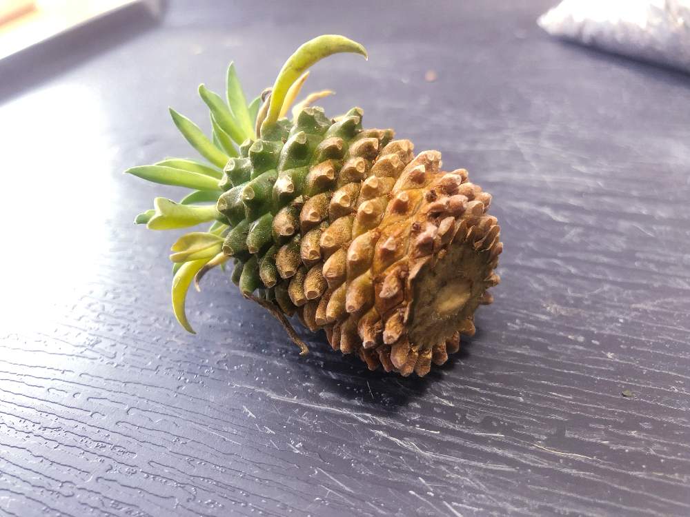 蘇鉄麒麟の投稿画像 By タケシ さん 蘇鉄属とぶよぶよと根腐れ と剪定と夏型とベランダ棚とコーデックスと発根管理中と植中毒ときりもどしとお盆休みとユーフォルビアとベランダーとビザールプランツ 19月8月16日 Greensnap グリーンスナップ