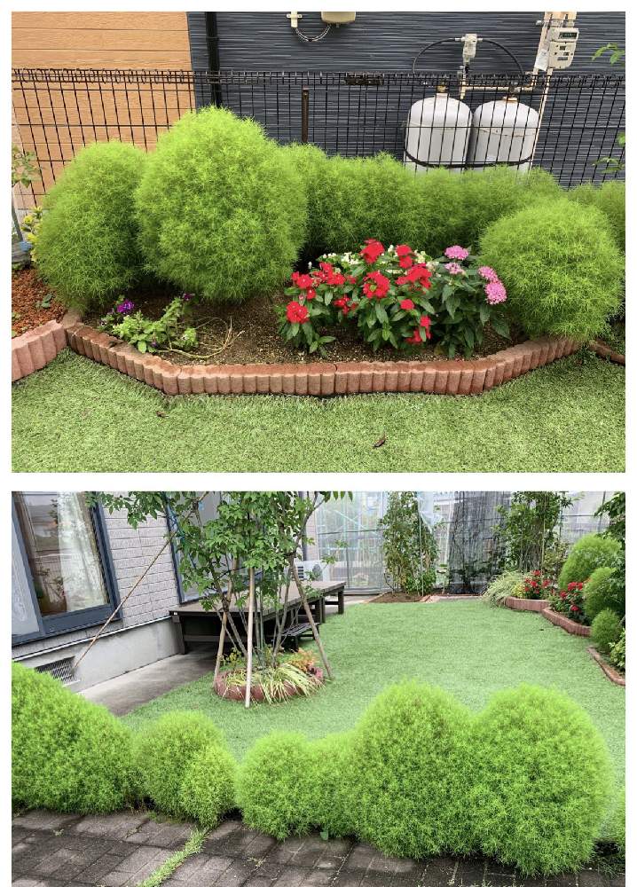 コキアの投稿画像 By めーさん コキアと手作りの庭と綺麗なミドリとお庭の植物とガーデニングと花のある暮らしとお庭と花壇 19月8月16日 Greensnap グリーンスナップ