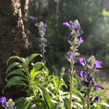 紫色の小花の投稿画像一覧 Greensnap グリーンスナップ