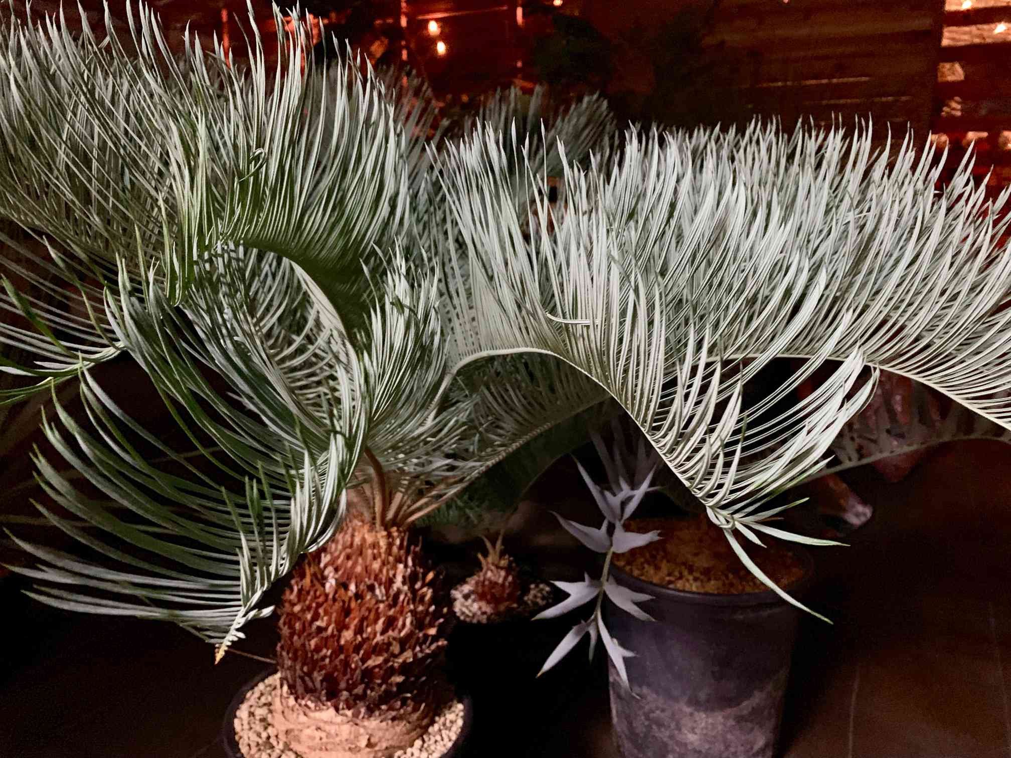 エンセファラルトス　トリスピノーサス　ホリダス好きにオススメ エンセファラルトス トリスピノーサス ホリダス好きにオススメ Secret