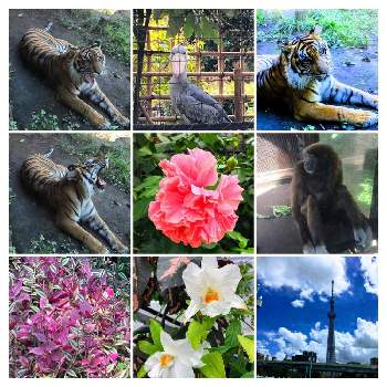 上野動物園の投稿画像一覧 Greensnap グリーンスナップ