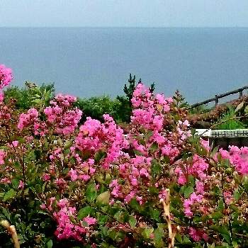 日本海の画像 by ひろしさん | お出かけ先とHTCと富山支部と新潟県とサルスベリの花と日本海