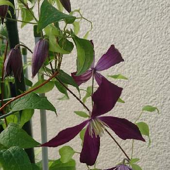 クレマチス ミケリテ の投稿画像一覧 Greensnap グリーンスナップ