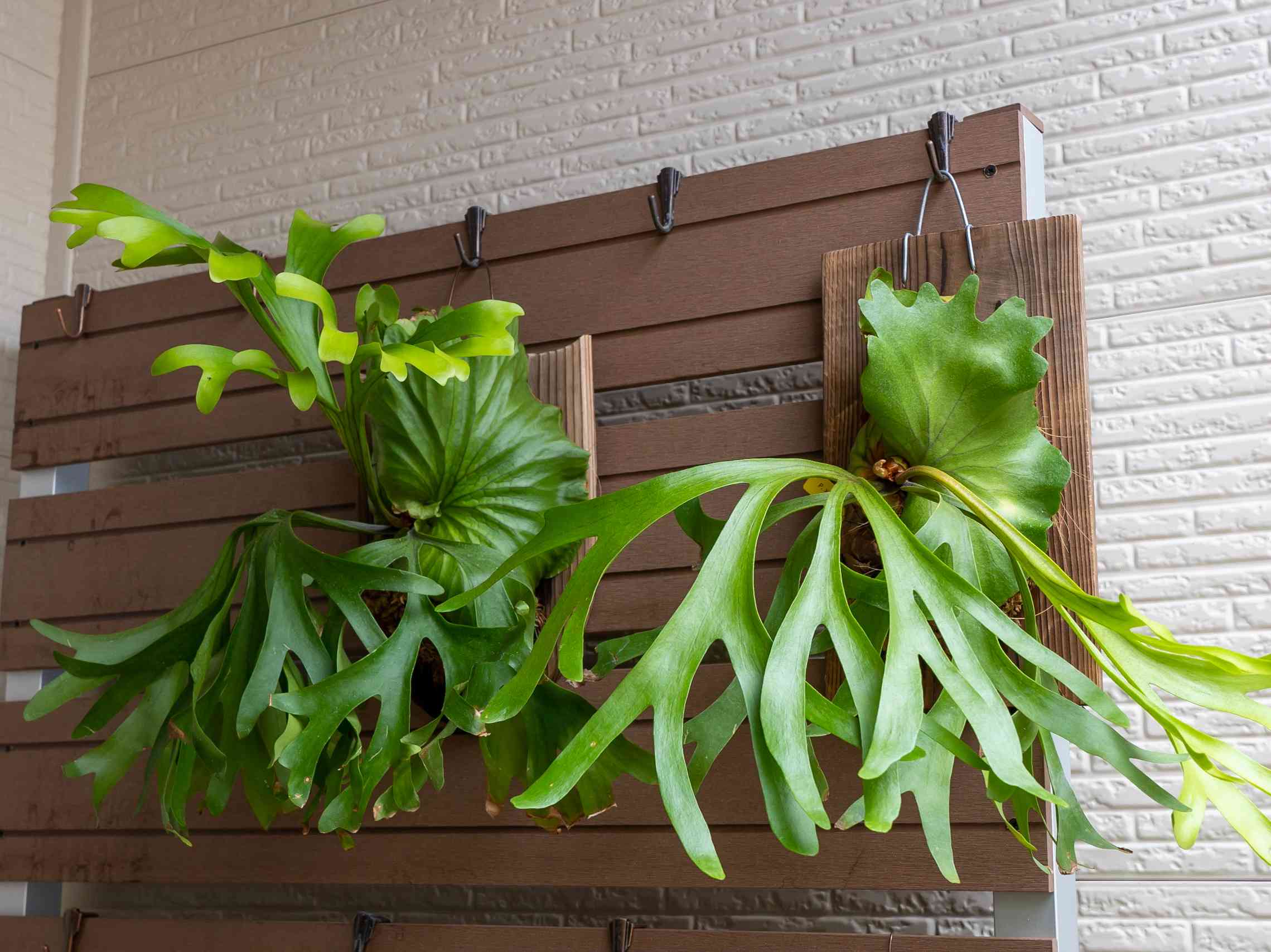 P.x kitshakoodiense Ploy-Ratanaの一覧｜🍀GreenSnap（グリーンスナップ）