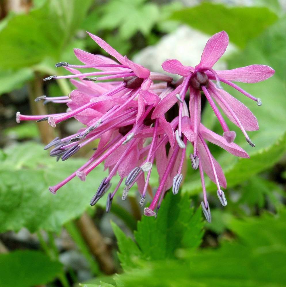 山野草の投稿画像 By Blankaさん ピンクの花と花のある暮らしと高原の花 19月8月17日 Greensnap グリーンスナップ