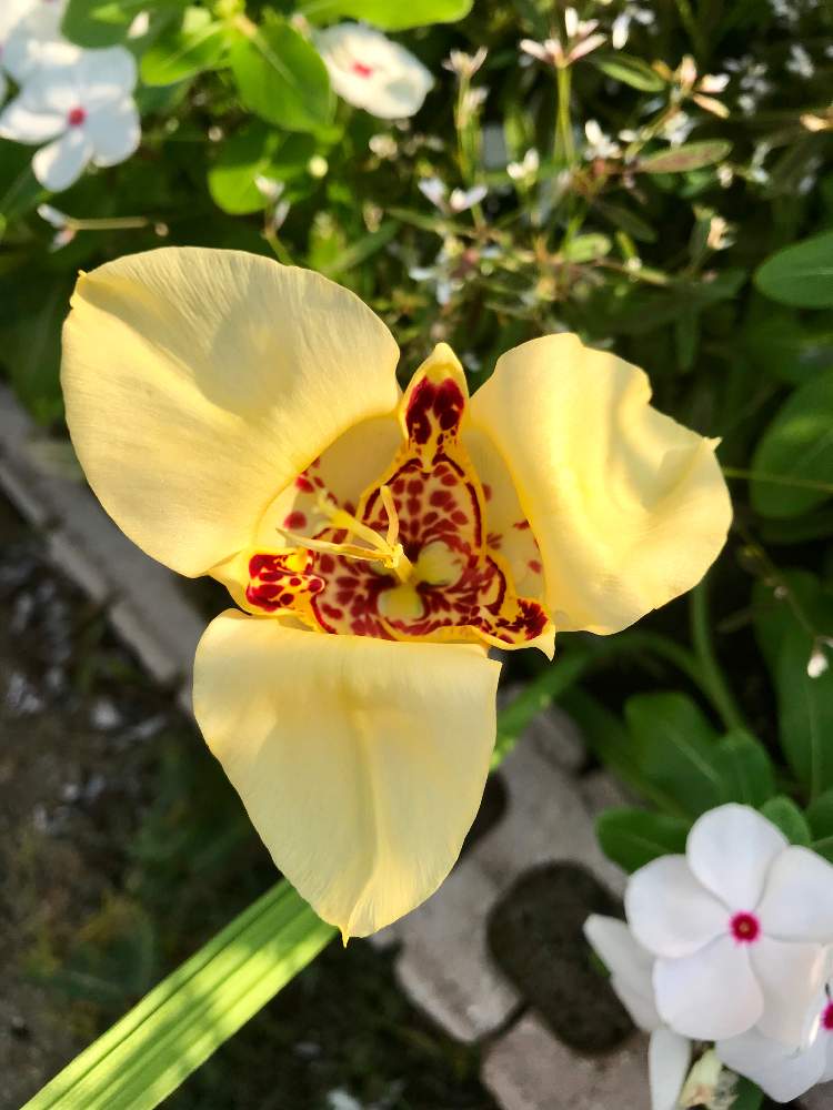 チグリジアの投稿画像 By Sariaさん 咲きましたとチグリジア と花のある暮らしと初心者ですとアヤメ科とトラユリ属とアヤメ科トラユリ属と一日花 19月8月17日 Greensnap グリーンスナップ