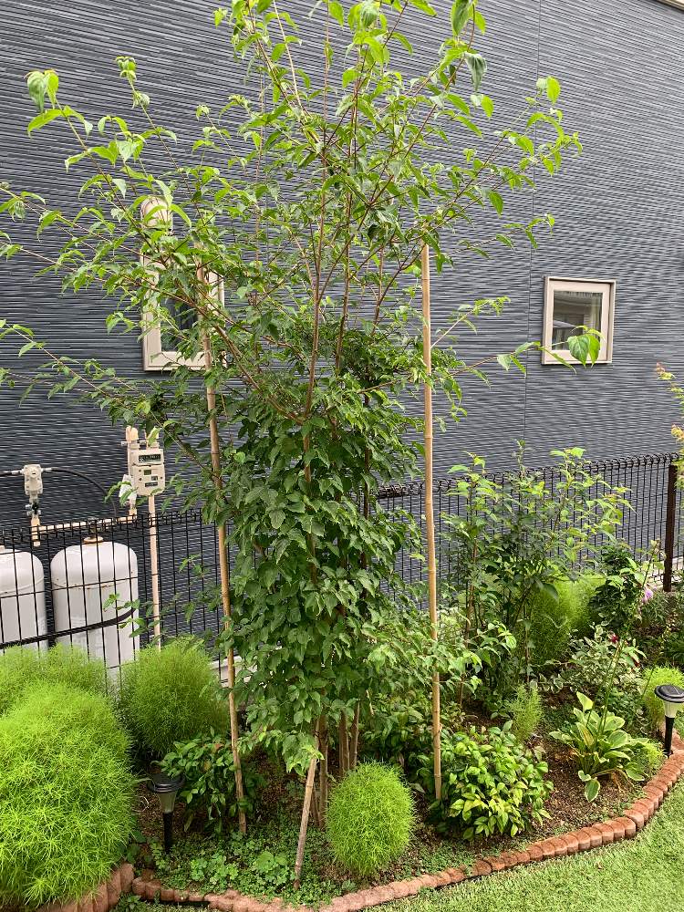コキアの投稿画像 By めーさん ヤマボウシとクロモジとオタフクナンテンと植木と手作りの庭と花壇と綺麗なミドリとお庭の植物とガーデニングと花のある暮らしとお庭 19月8月17日 Greensnap グリーンスナップ